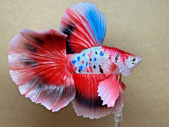 Bandai Capsule Toy Creatures Advanced Encyclopedia Betta (Full Moon Carp Betta)