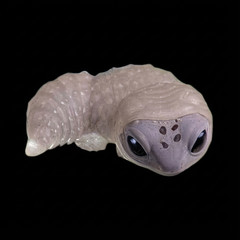 Yell Blind Box Gacha Cute Molting Lizard Figure 1 Random Japanese Capsule Toy