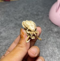 Alien Predator Skull Kit Neca Predator Loot Accessories Model Toy