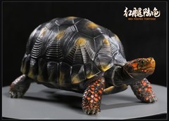 Np Common Box Chinese Three-striped Box Turtle Figure Tortoise Animal Model