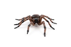 – Realistic Spider Figure – Ages 3+ – Garden Animals Collection – Educational…