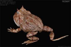 REBOR 1/2 Beelzebufo Action Figures Frog Decor Animal Model Adult Gift