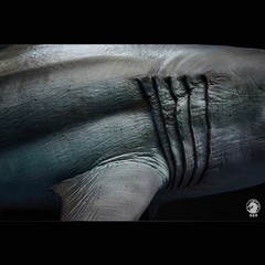 Wanlongtang Megalodon Shark Statue Original Prehistoric Dinosaur Model