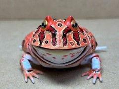 Bandai Capsule toys Creature Encyclopedia Advance Argentine horned frog(Red)