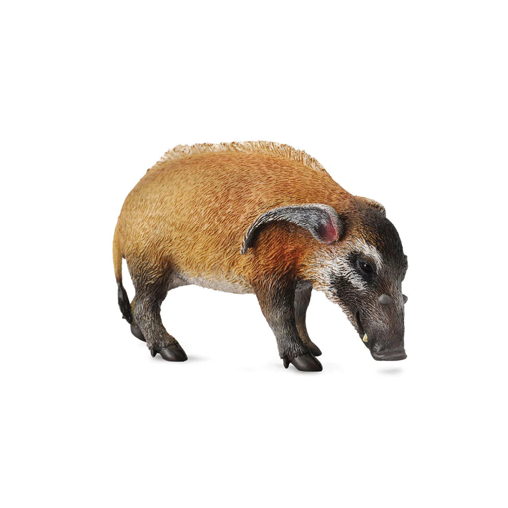CollectA Realistic Animal Replica Red River Hog Figure Large Ages 3 Years and Up