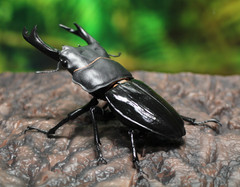 The Diversity of Life on Earth Advance Stag Beetle 02 w/ Display Stand & Wing