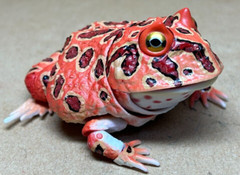 Bandai Capsule toys Creature Encyclopedia Advance Argentine horned frog(Red)