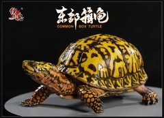 Np Common Box Chinese Three-striped Box Turtle Figure Tortoise Animal Model