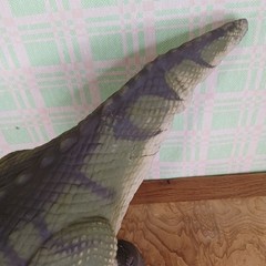 2008 Mattel D-Rex Interactive T-Rex Dinosaur w/ Remote | Working not Walking