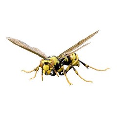 The Diversity of Life on Earth Advance Paper Wasp Bulldog Ant Bandai Capsule Toy