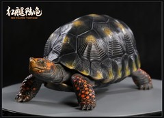 Np Common Box Chinese Three-striped Box Turtle Figure Tortoise Animal Model