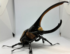 The Diversity of Life on Earth Advance Beetle 04 w/ stands Online version Bandai