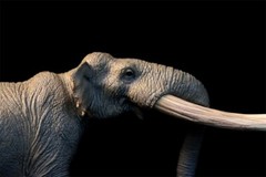 TNG Huanghe Flumen Stegodon Model Elephant Animal Figure Toys Decor Xmas Gift