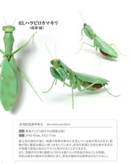 The Diversity of Life on Earth Mantis 03 Set of 6 Complete Bandai Capsule Toy