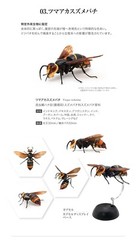 The Diversity of Life on Earth Potter Wasp Action Figure Bandai Capsule Toy