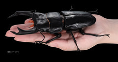 The Diversity of Life on Earth Advance Stag Beetle 02 w/ Display Stand & Wing