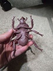 Greenbriar International Japanese Rhinoceros Beetle – 5.5 Inches