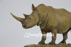 MEMORY MUSEUM 1/15 Africa White Rhinoceros Statue GK Painted Animal Model Decor