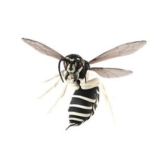 The Diversity of Life on Earth Wasp Hornet 01 Figure w/ Stand Bandai Capsule Toy