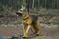 DID 1/6 Scale WWII German Shepard Dog for 12″ Figures E60072