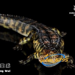 HAOLONGGOOD 1/35 Sarcosuchus Imperator Figure Crocodile Model Decor Gift Toys
