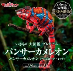 Living Creatures Encyclopedia Premium Panther Chameleon Ambilobe red Japan