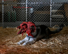 Neca 7″Scale The Thing Ultimate Dog Creature Action Figure In Stock