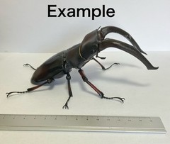 The Diversity of Life on Earth Giraffe Stag Beetle & Hexarthrius Mandibularis