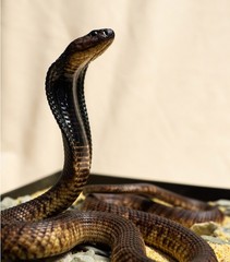 Snake Gorge Egyptian Cobra Figure Naja Haje Animal Model Adult Xmas Gift Toys