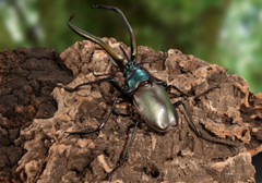 The Diversity of Life on Earth Stag Beetle 08 Action Figure Bandai Capsule Toy