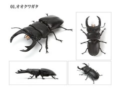 Bandai Capsule Toy Creature Encyclopedia Kuwagata/Stag Beetle 03 Full Set of 5!