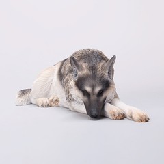 JXK Lying German Shepherd Dog Model Pet Animal Figure Collection 1:6 Scale