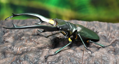 The Diversity of Life on Earth Advance Stag Beetle 02 w/ Display Stand & Wing