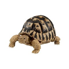 The Diversity of Life on Earth Turtle 01, 02 & 05 Figure Bandai Capsule Toy