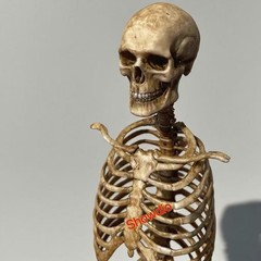 1/6 Scale Human Beings Skeleton Resin Model for 12″ Action Figure Accessory Toys
