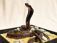 Snake Gorge Egyptian Cobra Figure Naja Haje Animal Model Adult Xmas Gift Toys