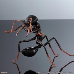 The Diversity of Life on Earth Advance Paper Wasp Bulldog Ant Bandai Capsule Toy