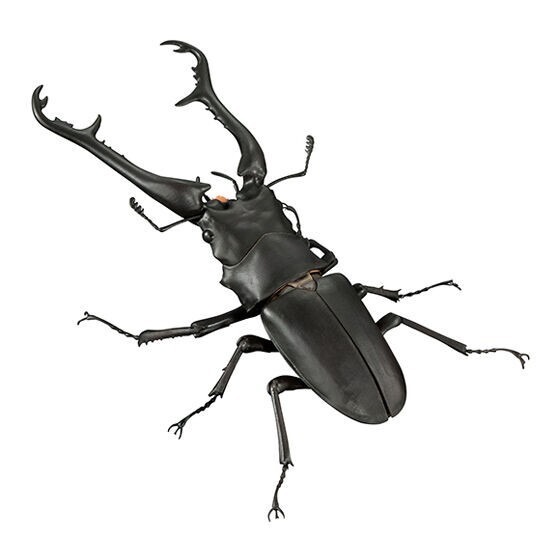 The Diversity of Life on Earth Giraffe Stag Beetle & Hexarthrius Mandibularis