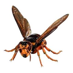 The Diversity of Life on Earth Advance Wasp Hornet 02 Figure Bandai Capsule Toy
