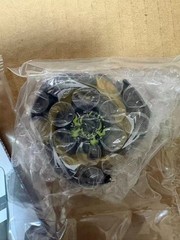 Beyblade X CX-00 Booster DranBrave S6-60V Metal Coat: Black 2026 NEW JAPAN