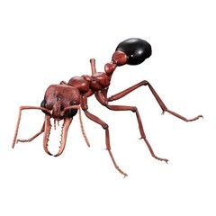 The Diversity of Life on Earth Advance Paper Wasp Bulldog Ant Bandai Capsule Toy