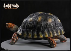Np Common Box Chinese Three-striped Box Turtle Figure Tortoise Animal Model