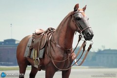 DID 1/6 Scale Brown WWII German War Horse (Standing) for 12″ Figures E60084