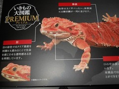 Bandai The Diversity of Life on Earth Premium Central Bearded Dragon Figure Red