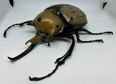 The Diversity of Life on Earth Advance Beetle 04 w/ stands Online version Bandai