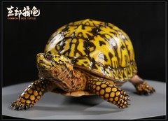 Np Common Box Chinese Three-striped Box Turtle Figure Tortoise Animal Model