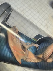 Alien Resurrection Chest Burster 1:1 Scale Queen