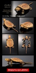 The Diversity of Life on Earth Advance Turtle 02 w/ Display Stand Bandai Online