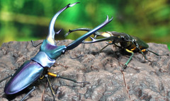 The Diversity of Life on Earth Advance Stag Beetle 02 w/ Display Stand & Wing