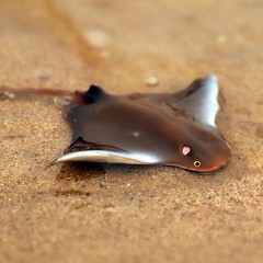 10.5cm Gray Manta Ray Fish PVC Toy Ocean Sea Animal Figure Kids Gift